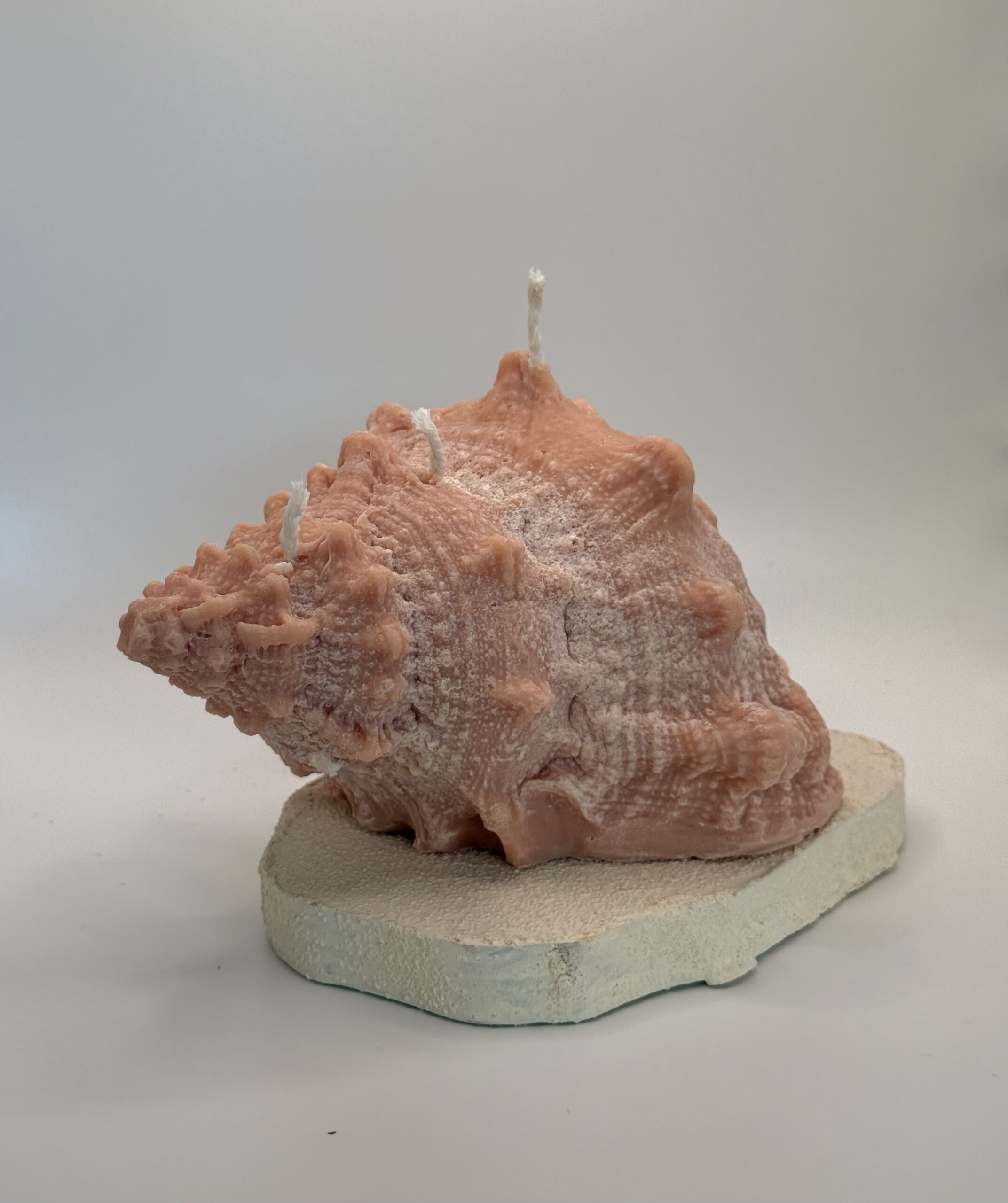 Lambi XL – Image 5